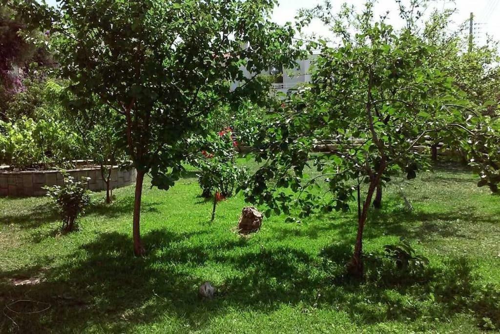 Sunny Garden Studio أثينا المظهر الخارجي الصورة